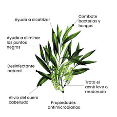 Aceite Esencial del Árbol del Té BIO